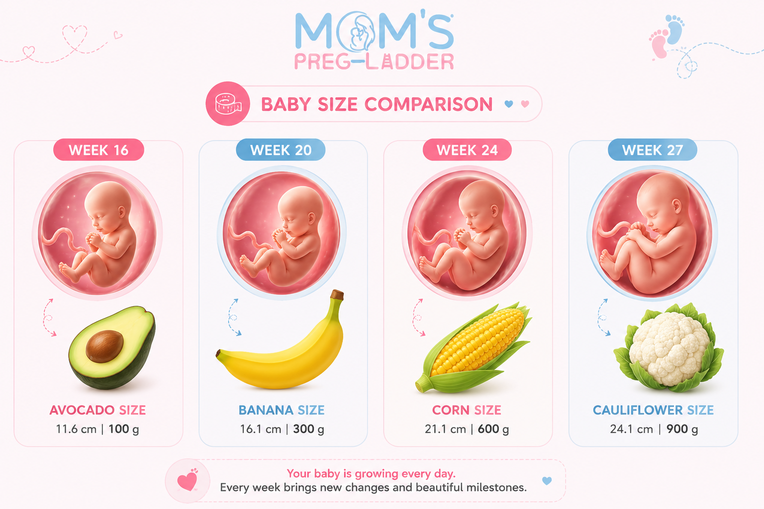 Baby size comparison chart — second trimester: Week 16 Avocado (11.6 cm, 100 g), Week 20 Banana (16.1 cm, 300 g), Week 24 Corn (21.1 cm, 600 g), Week 27 Cauliflower (24.1 cm, 900 g) — Moms Preg Ladder