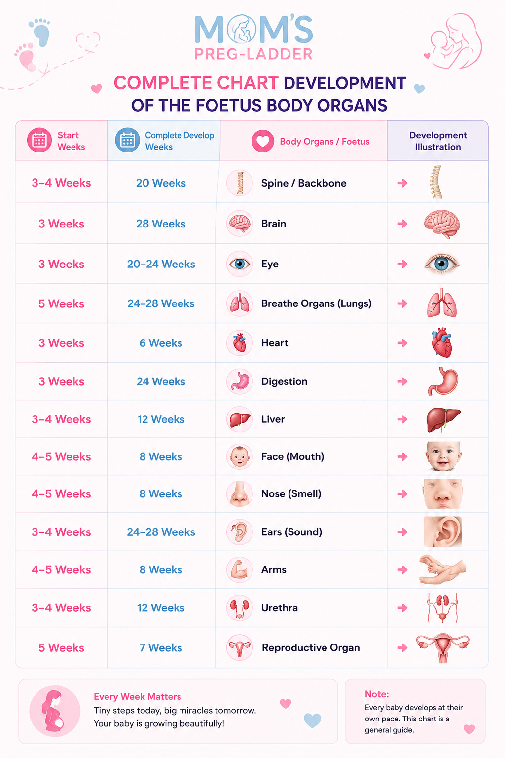 Complete chart of fetal body organ development: Start and completion weeks for Spine/Backbone, Brain, Eye, Lungs, Heart, Digestion, Liver, Face, Nose, Ears, Arms, Urethra, and Reproductive Organ — Moms Preg Ladder